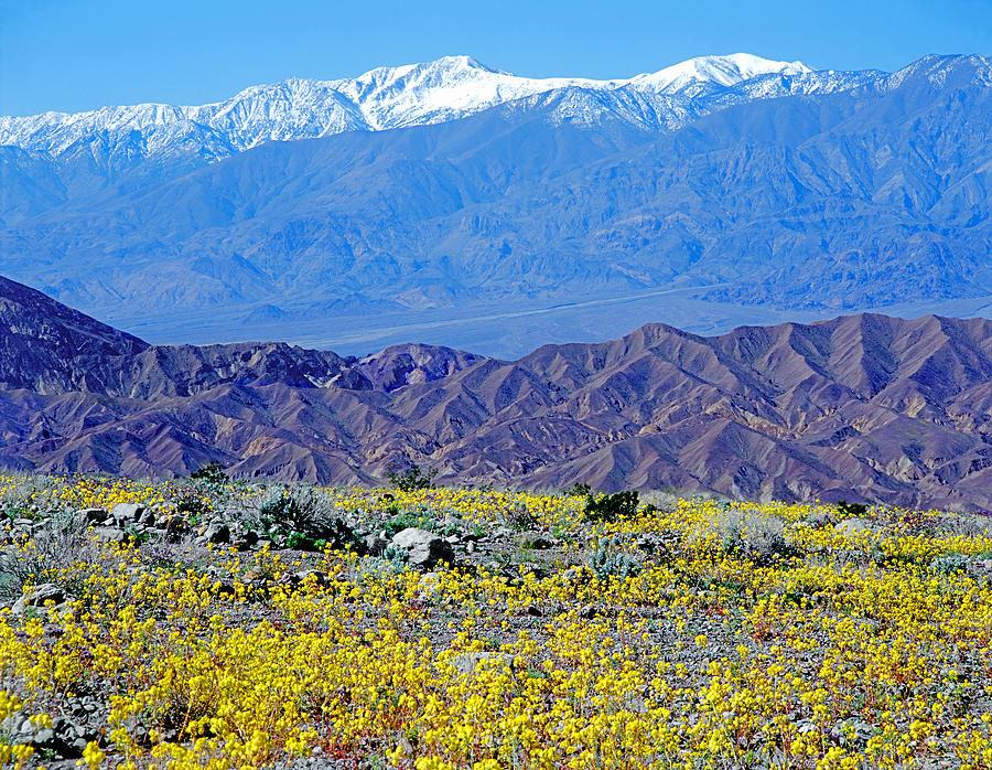 3A6855 Flowers in Death Valley 3 Photograph by Ed Cooper Photography