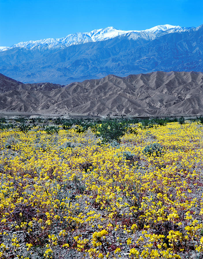 3A6856 Flowers in Death Valley V Photograph by Ed Cooper Photography