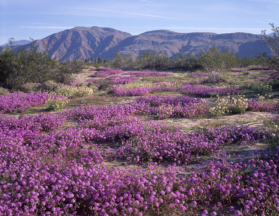 3A6901 Wildflowers in Anza Borrego Desert State Park Photograph by Ed Cooper Photography