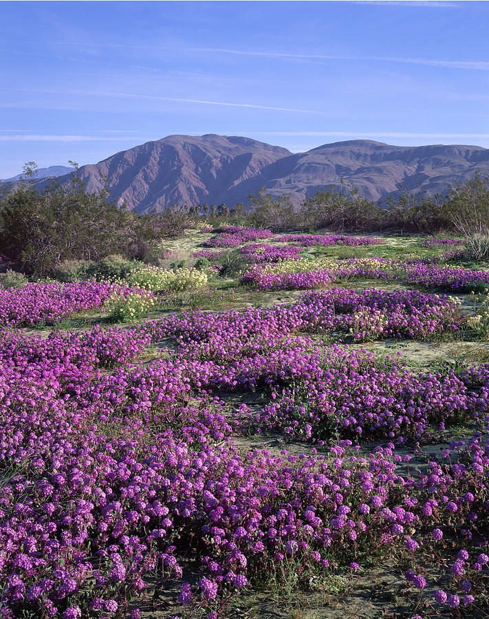 3A6902-V Wildflowers in Anza Borrego Desert State Park Photograph by Ed Cooper Photography