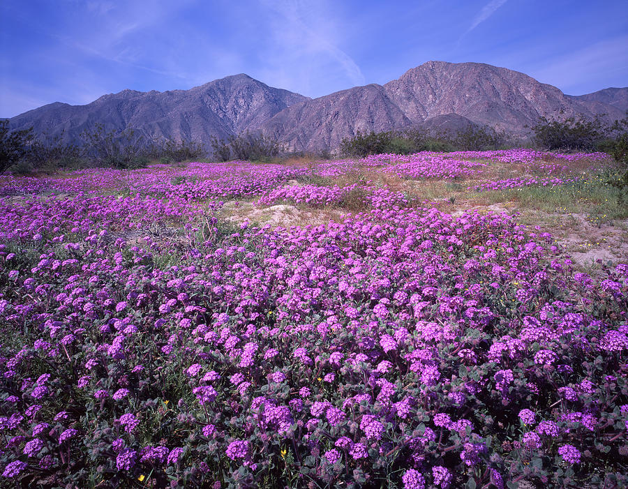 3A6905 Spring Bloom Anza Borrego State Park Photograph by Ed Cooper Photography