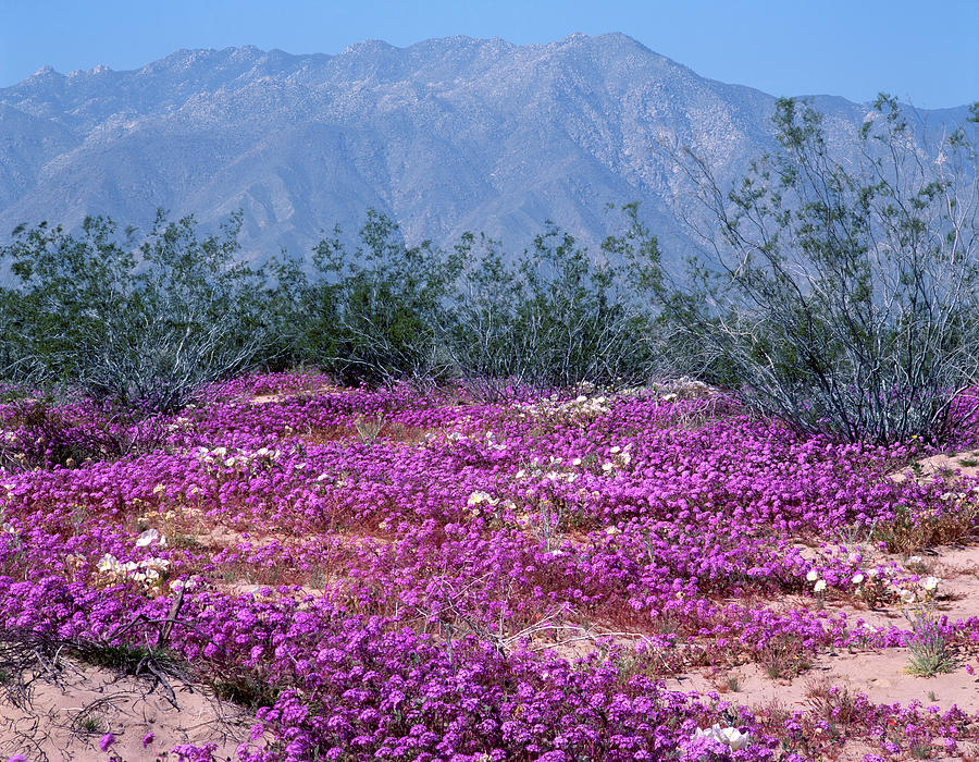 3A6909 Spring Bloom Anza Borrego State park Photograph by Ed Cooper Photography
