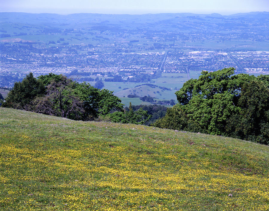 3B6387 Wildflowers On Sonoma Mountain Photograph By Ed Cooper ...