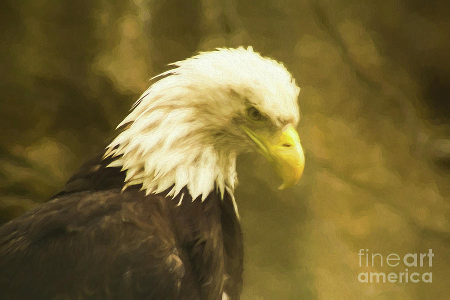  Bald Eagle 3 Photograph by Steven Parker