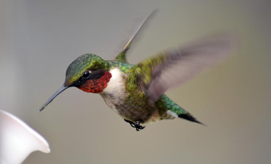 3D hummingbird Photograph by Patrick Latvis 3D hummingbird Photograph by Patrick Latvis