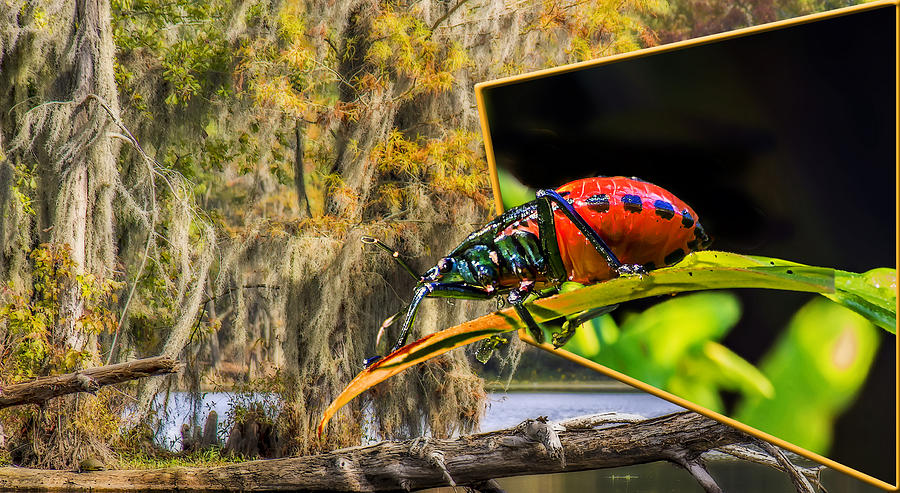 3D Red Bug Photograph by Michael Whitaker