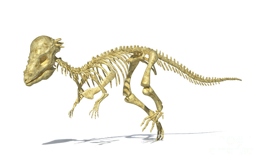3d Rendering Of A Pachycephalosaurus Digital Art by Leonello Calvetti