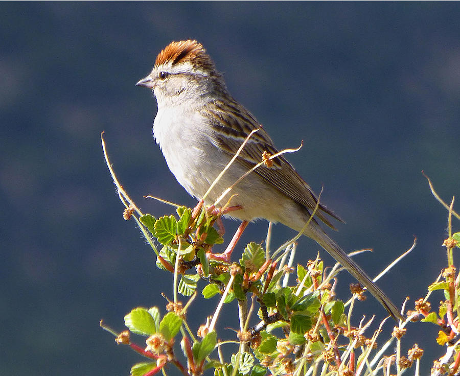 3D10303-DC Chipping Sparrow Photograph by Ed Cooper Photography