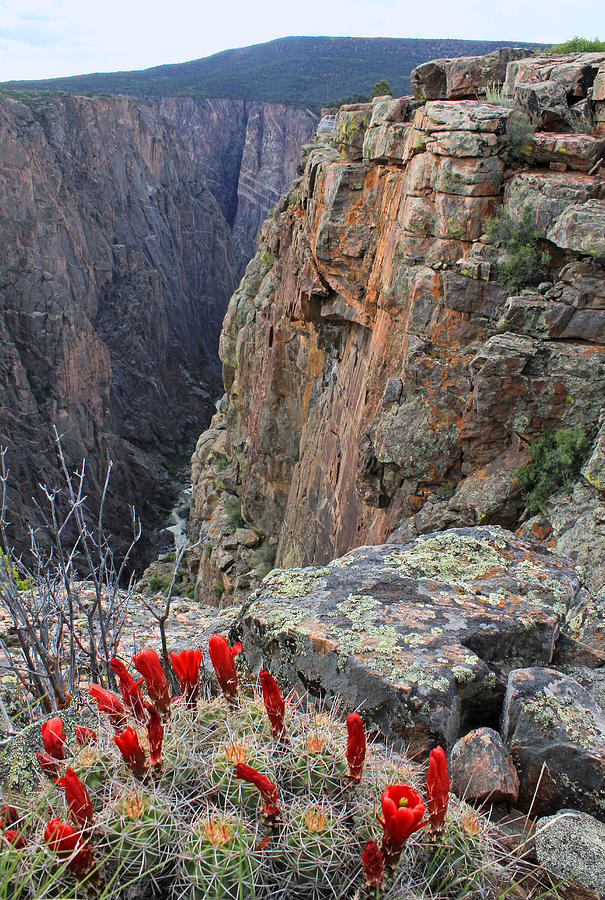 3D10308 Narrows View North Rim Photograph by Ed Cooper Photography