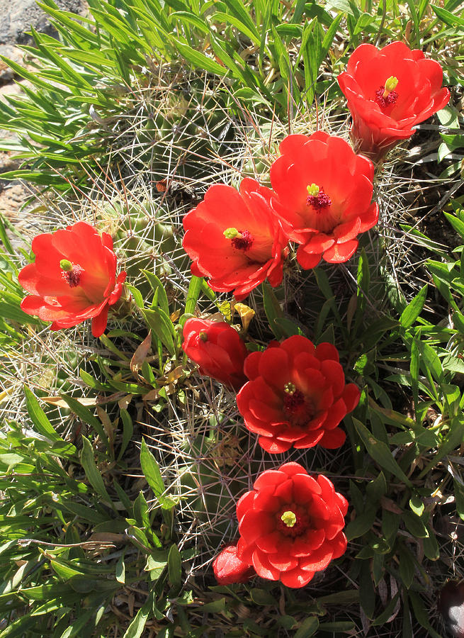 3D10321 Claret Cup Cactus Flowers Photograph by Ed Cooper Photography