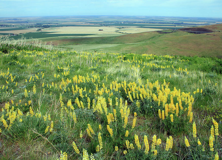 3DA5739 Yellow Lupine H Photograph by Ed Cooper Photography