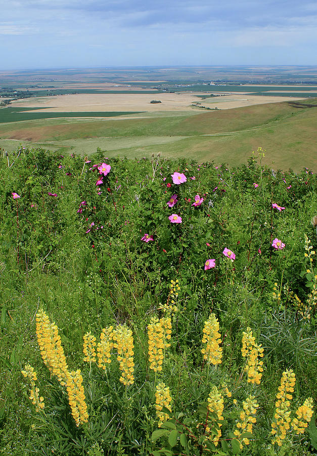 3DA5741 Lupine and Roses Photograph by Ed Cooper Photography
