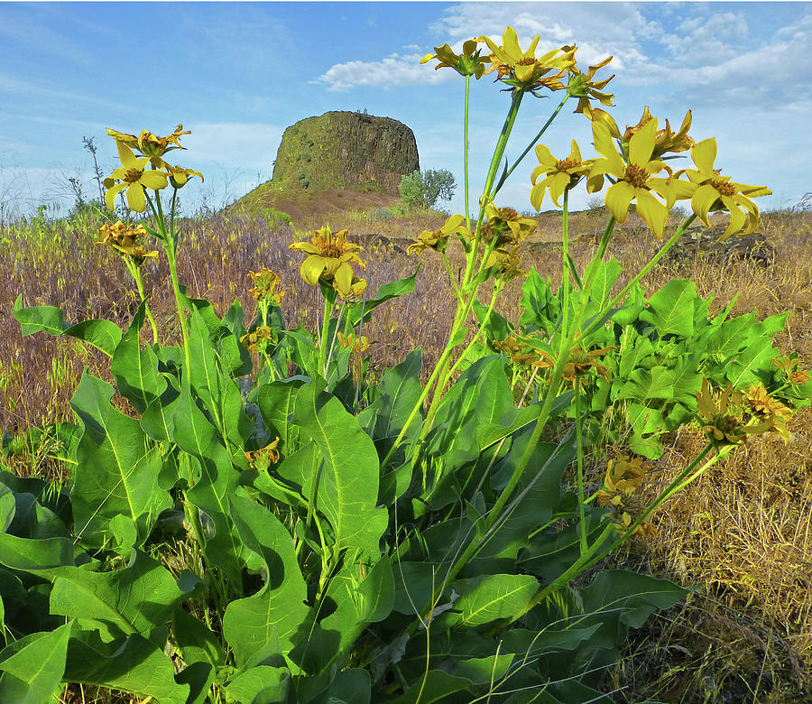 3DA5792-DC Arrowleaf Balsamroot Framing Hat Rock Photograph by Ed Cooper Photography