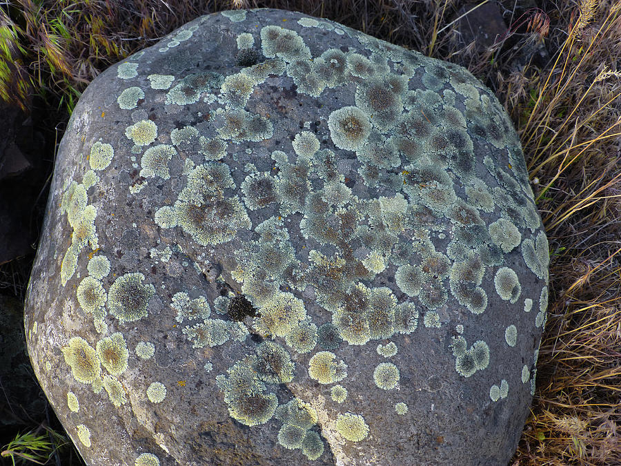 3DA5793-DC Lichen on Rock Photograph by Ed Cooper Photography