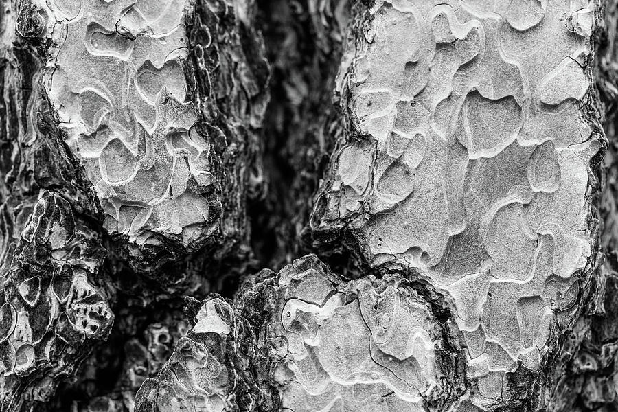 Black And White Photograph - 3DTree by Scott Campbell