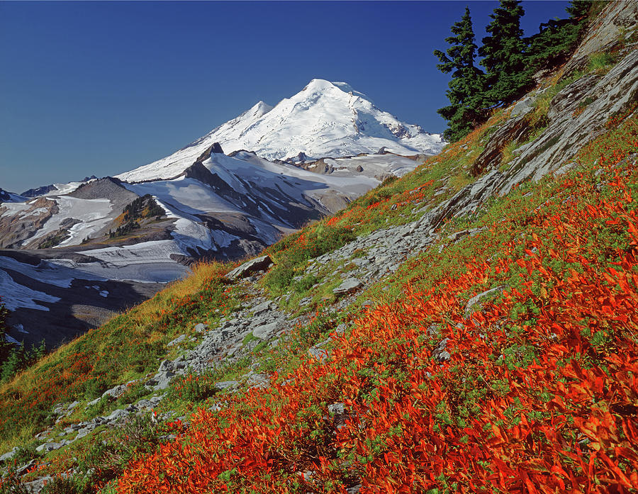 3M4203 Mt. Baker in Fall H Photograph by Ed Cooper Photography