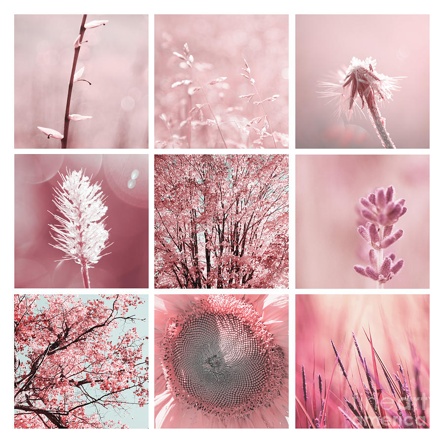 Nature Photograph - 3x3 Pink by Aimelle Ml