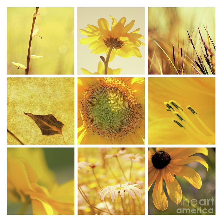 3x3 Yellow Photograph by Aimelle Ml