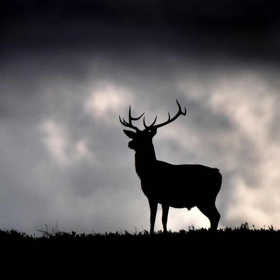  Stag silhouette #4 Photograph by Gavin Macrae