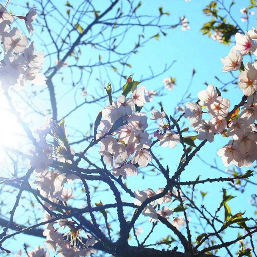Nature Photograph - 伊達歴史の杜の桜 #4 by Yuu Shiratori