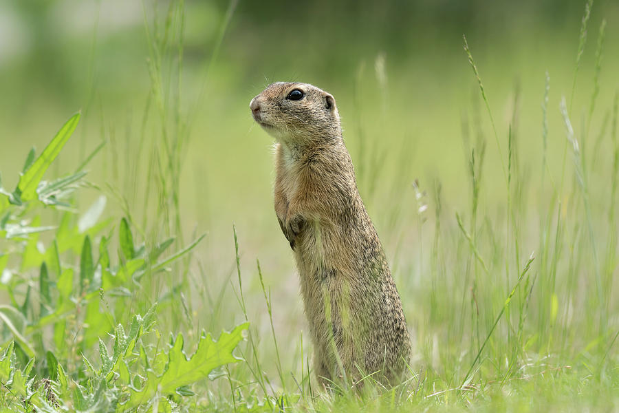 A European ground squirrel standing in a meadow in spring Photograph by ...