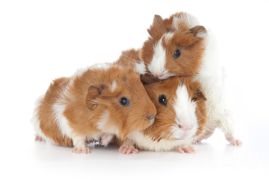 Abyssinian Guinea Pig #4 Photograph by Anthony Totah