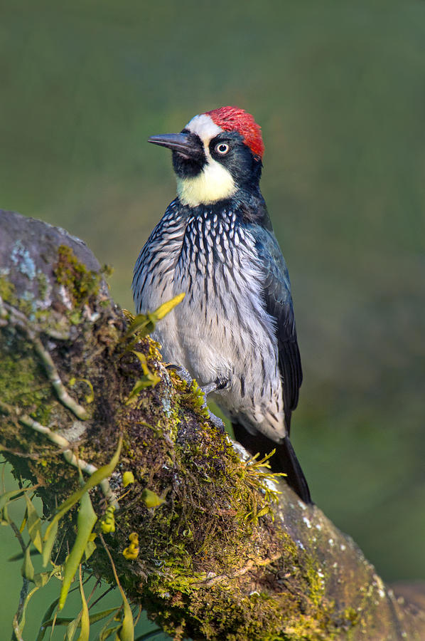 Wildlife Photograph - Acorn Woodpecker Melanerpes #4 by Panoramic Images