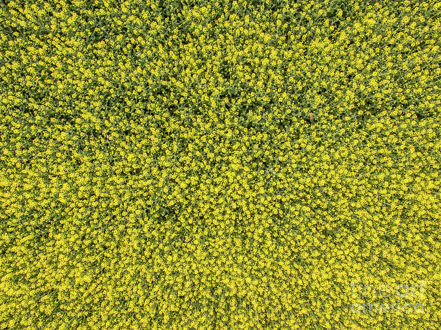 Above Photograph - Aerial View Of Rapeseed Field by Nikolay Stoimenov Above Photograph - Aerial View Of Rapeseed Field by Nikolay Stoimenov
