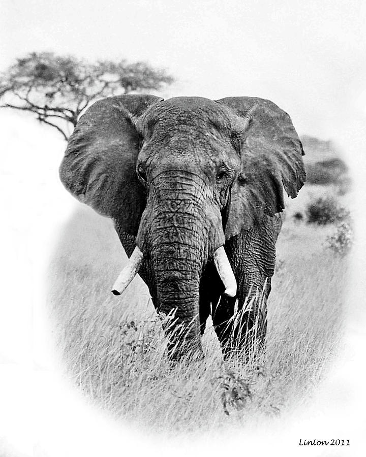 African Elephant #4 Photograph by Larry Linton