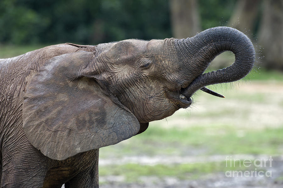 Wildlife Photograph - African Forest Elephant #4 by Tony Camacho