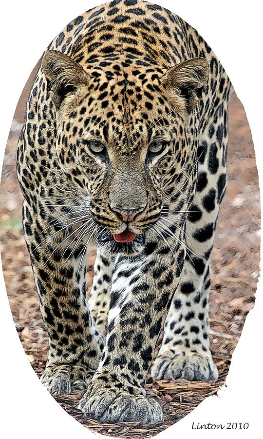 African Leopard #4 Digital Art by Larry Linton