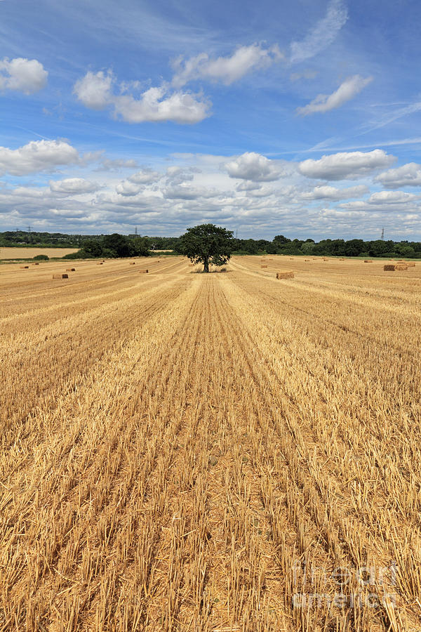 After the Harvest England #1 Photograph by Julia Gavin