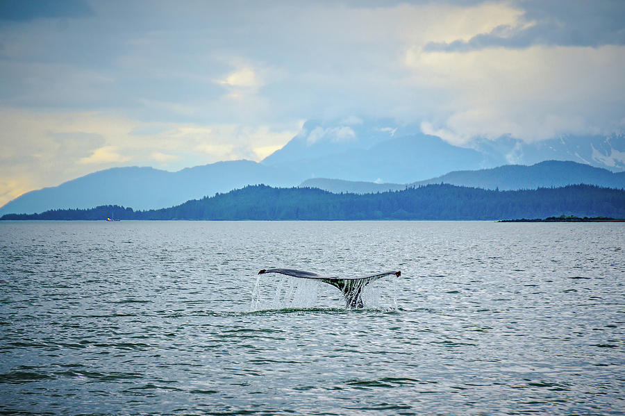 Alaska - Travel Destination - Whale Watching Adventure #4 Photograph by Alex Grichenko