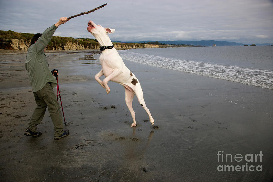 Animal Photograph - Albino Great Dane #4 by Inga Spence
