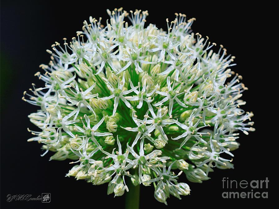 Allium named Mount Everest #3 Photograph by J McCombie