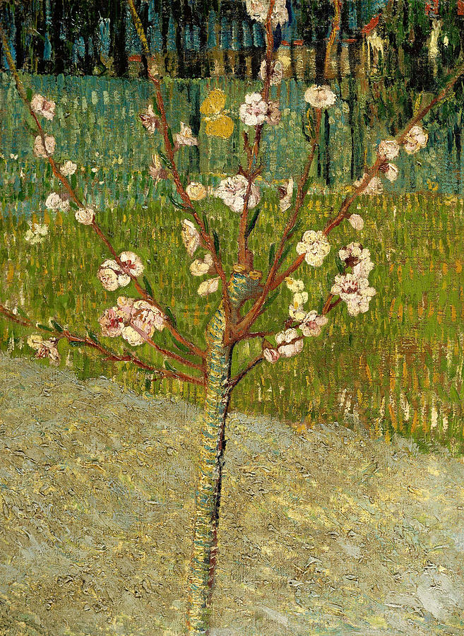 Vincent Van Gogh Painting - Almond Tree in Blossom by Vincent van Gogh