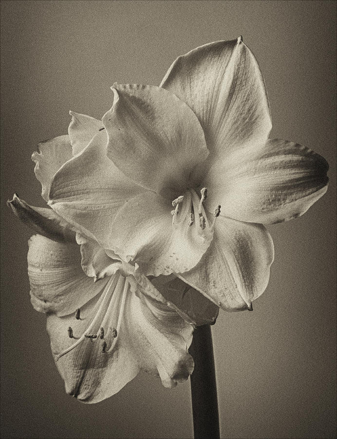Nature Photograph - Amaryllis 2 #4 by Robert Ullmann