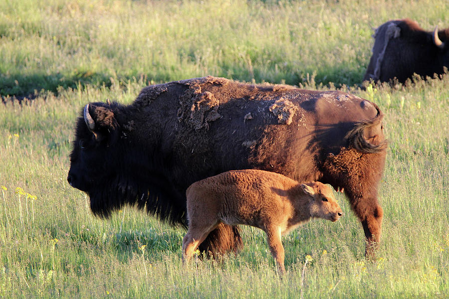 American Bison Yellowstone USA #4 Photograph by Bob Savage