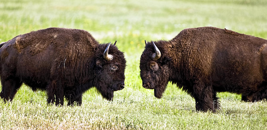 American Buffalo. Photograph by W Scott McGill - Fine Art America