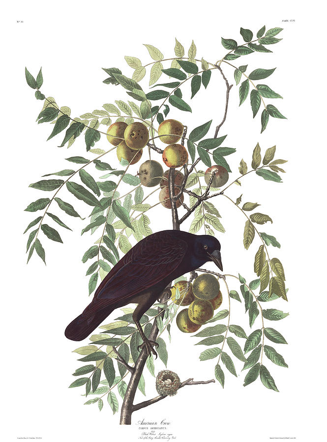 John James Audubon Painting - American Crow #4 by John James Audubon