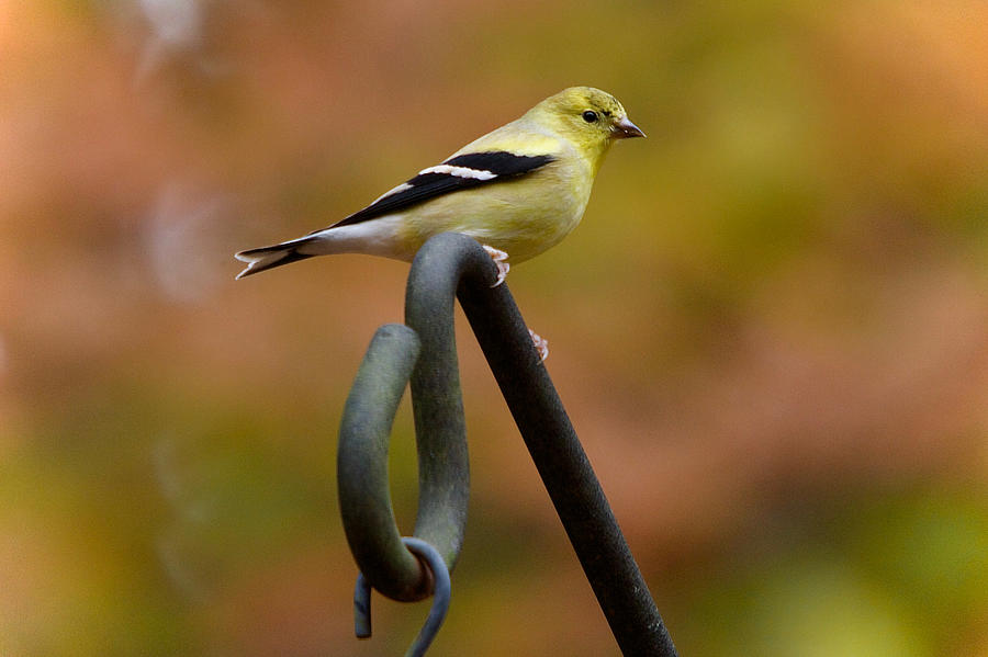 Finch Photograph - American Goldfinch #4 by Robert L Jackson