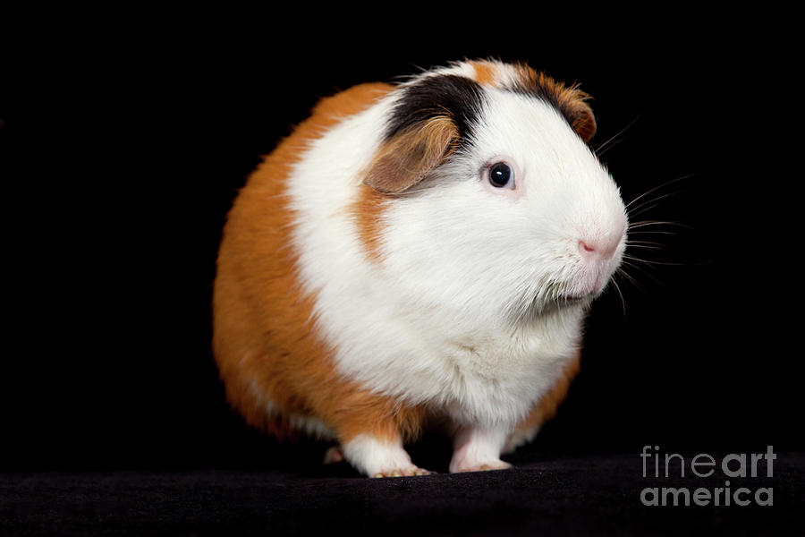  American Guinea Pigs - Cavia porcellus #4 Photograph by Anthony Totah