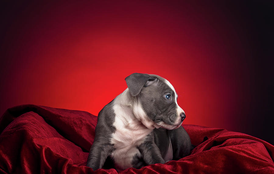 American Pitbull Puppy #4 Photograph by Peter Lakomy