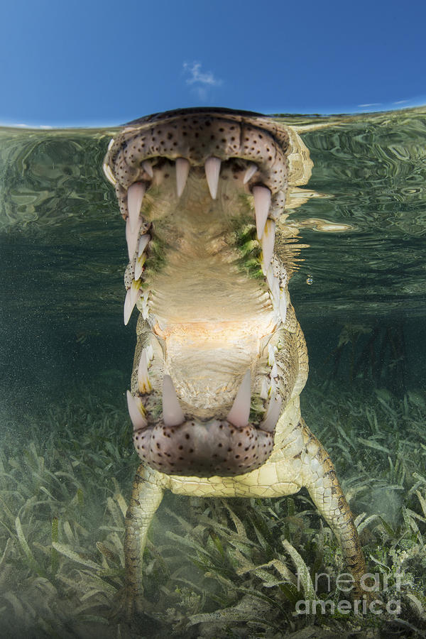 American Saltwater Crocodile #4 Photograph by Mathieu Meur