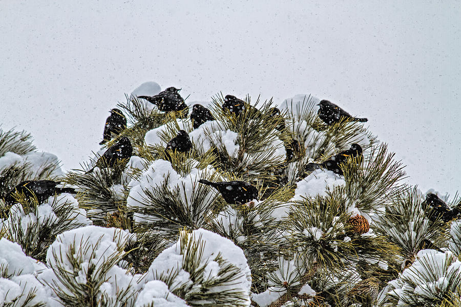 Winter Photograph - 4 and 20 Blackbirds by Alana Thrower