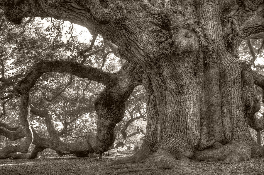 Tree Photograph - Angel Oak Live Oak Tree #4 by Dustin K Ryan