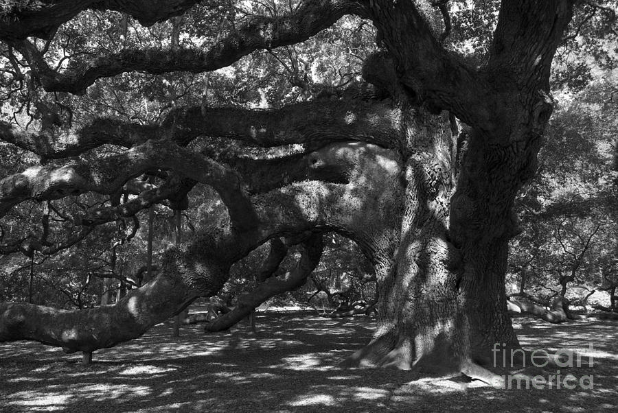 Angel Oak #5 Photograph by Skip Willits