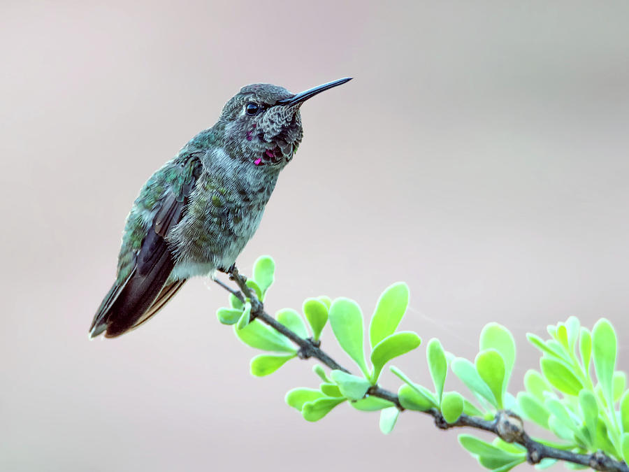 Annas Hummingbird #5 Photograph by Tam Ryan