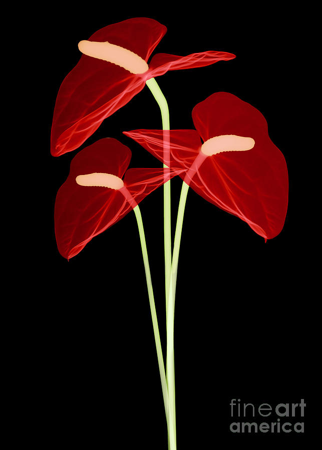 Anthurium Flowers, X-ray #4 Photograph by Ted Kinsman