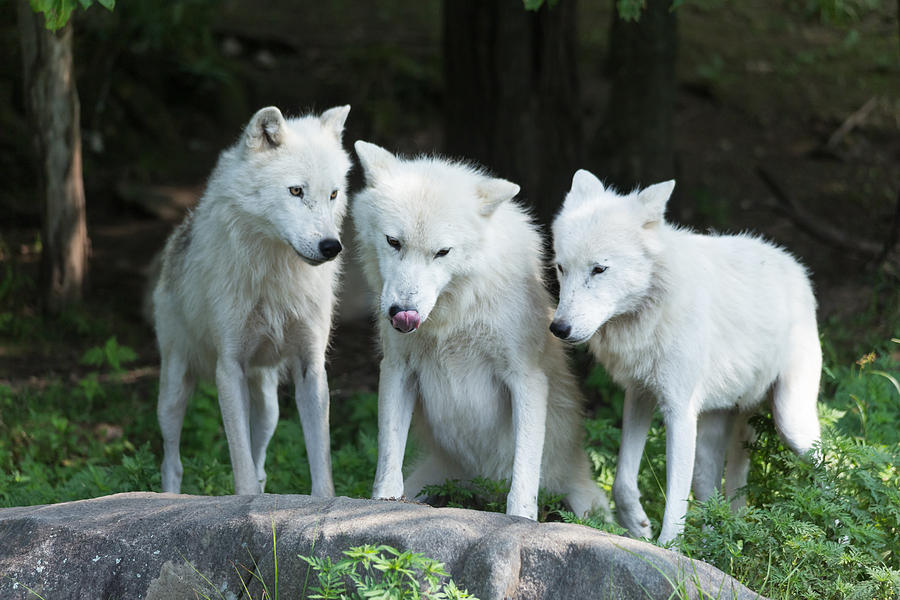 Arctic Wolves #4 Photograph by Josef Pittner